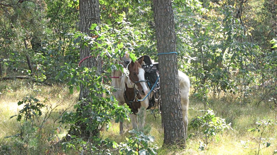 Sep 16 Cowboy Luncheon, Irons