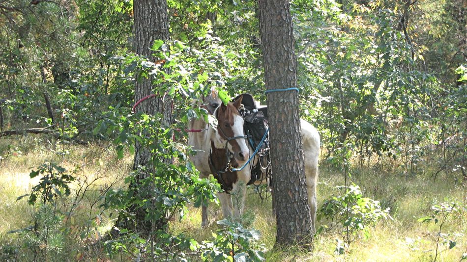 Sep 16 Cowboy Luncheon, Irons