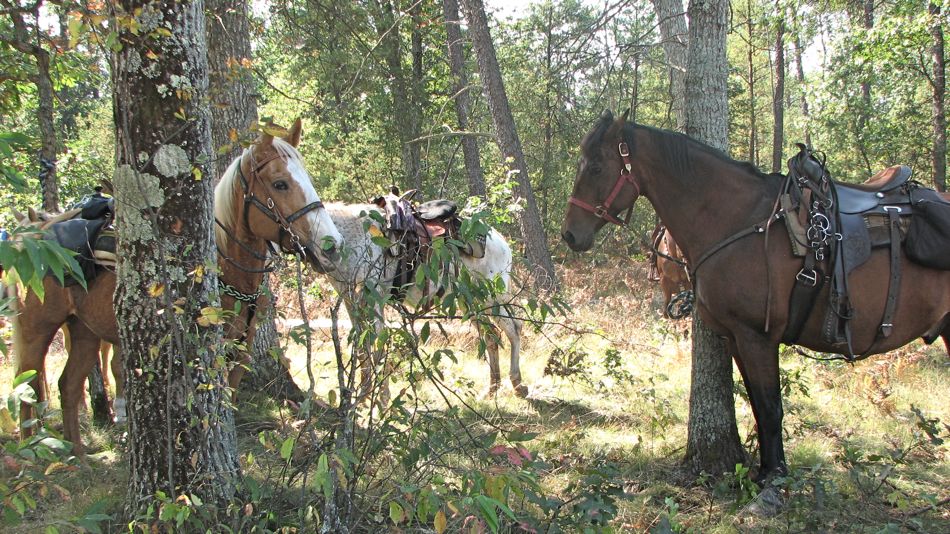 Sep 16 Cowboy Luncheon, Irons